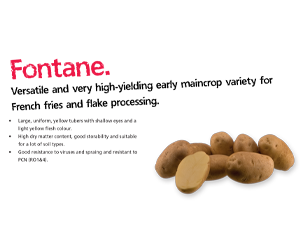 Fontane Potato