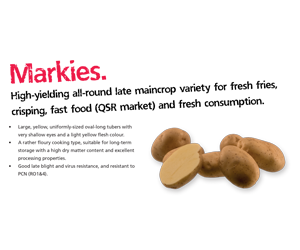 Markies Potato