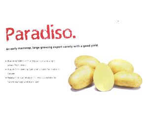 Paradiso Potato