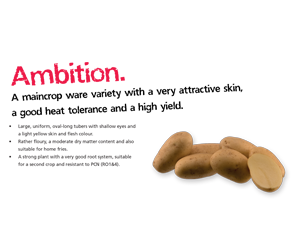 Ambition Potato